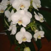 bouquet sposa a fascio di phaleonopsis