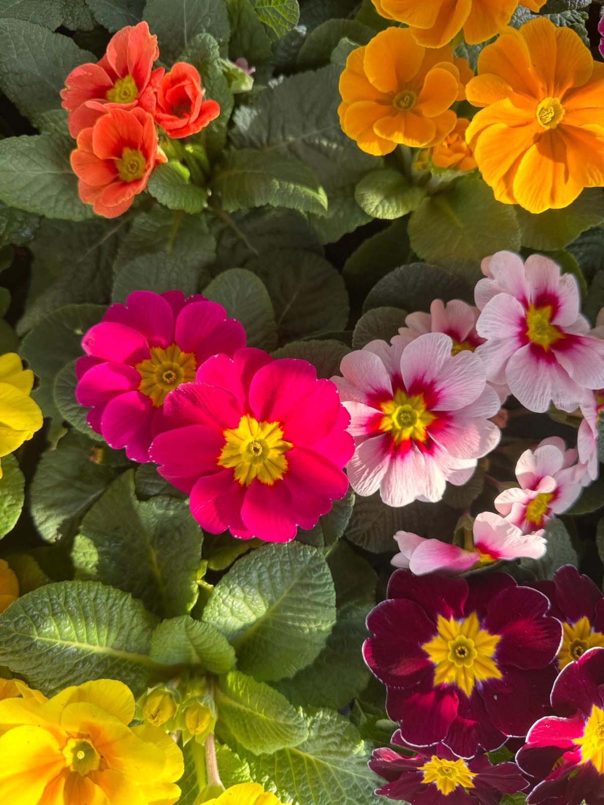 WhatsApp Image 2026-02-18 at 18.16.29 (2)