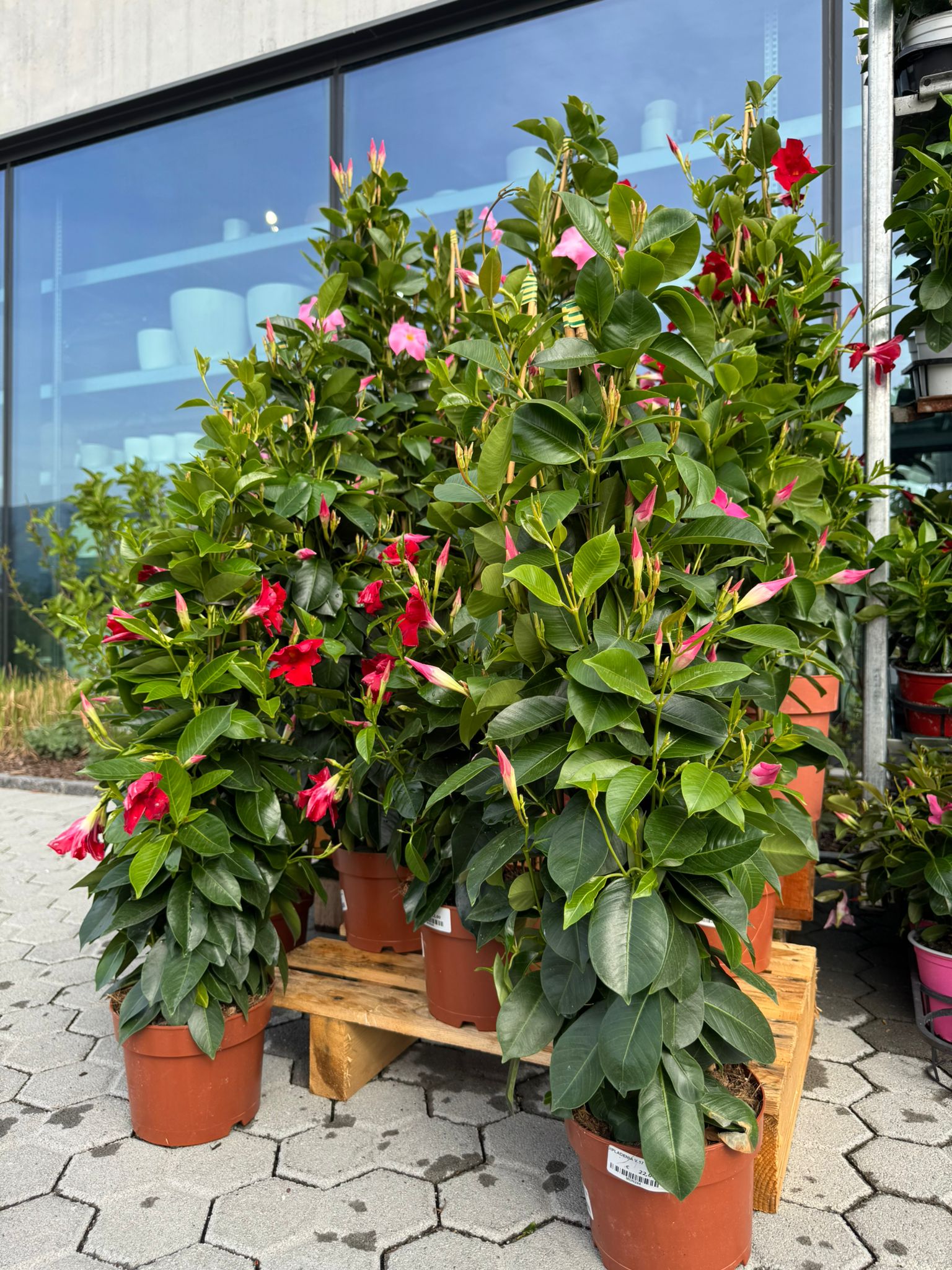 WhatsApp Image 2026-04-12 at 09.55.00